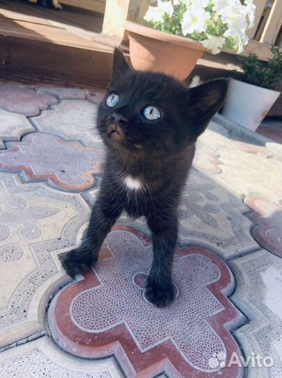 Кошка в дар