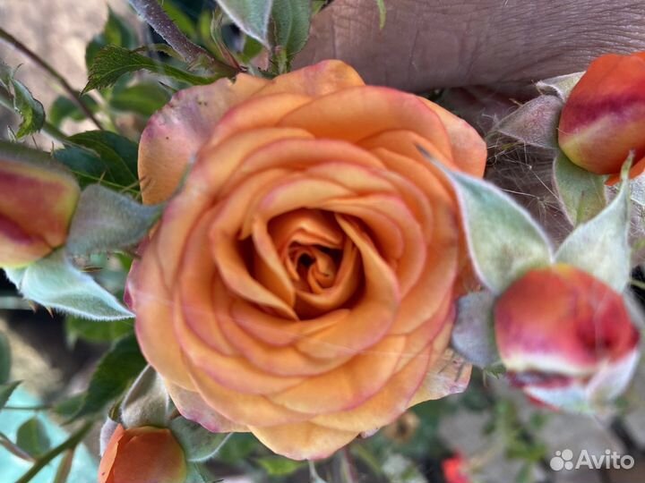 Розы спрей аваланж