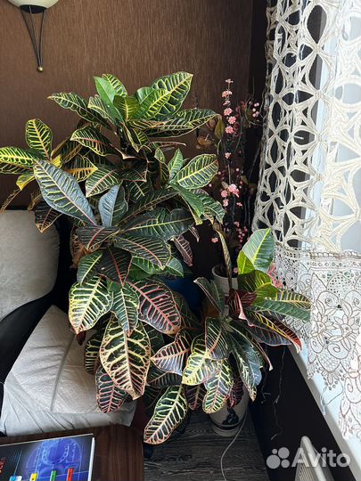 Кротон отросток