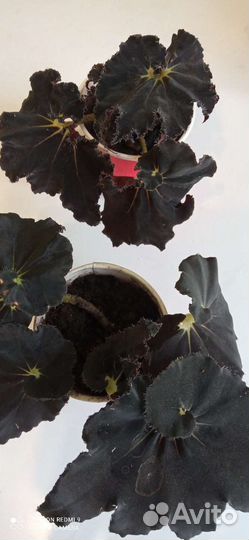 Бегония виды Бауэра,Черн клык,Мэсона,Чёрн вельвет
