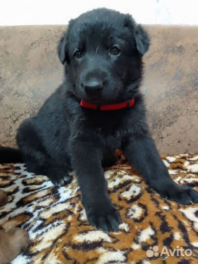 Щенки немецкой овчарки. Черные и чепрачные