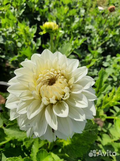 Цветы,срезка букеты