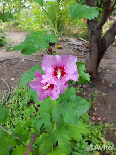 Гибискус древовидный