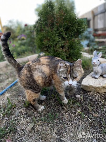 Котята в добрые руки бесплатно