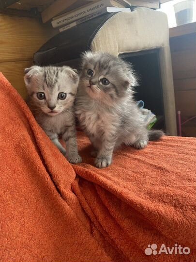 Шотландские котята