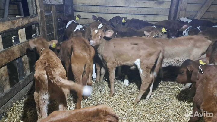 Бычки телки телята бесплатная доставка
