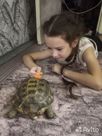 Черепаха