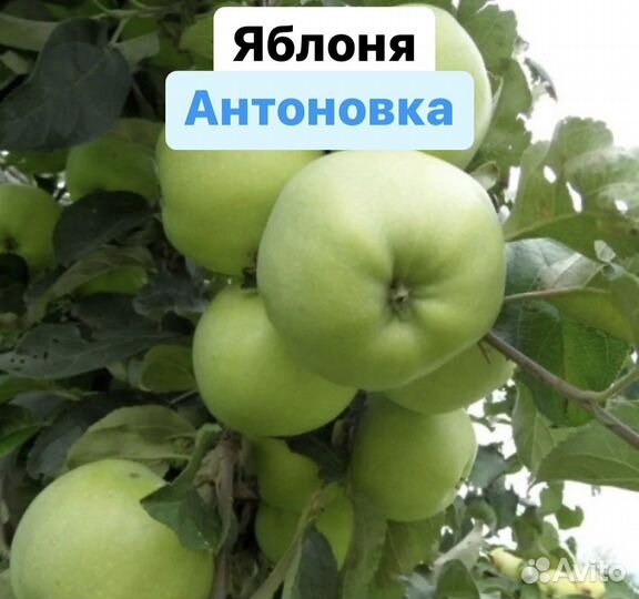 Яблоня Антоновка