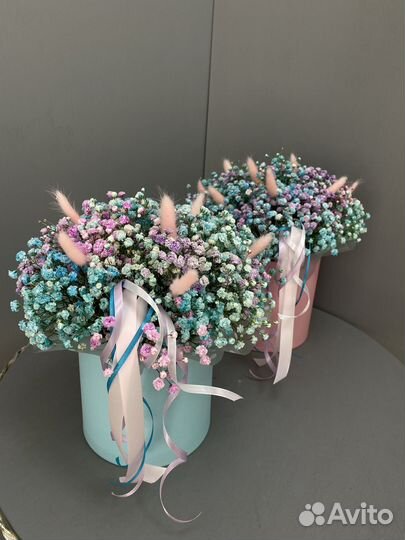 Радужная гипсофила