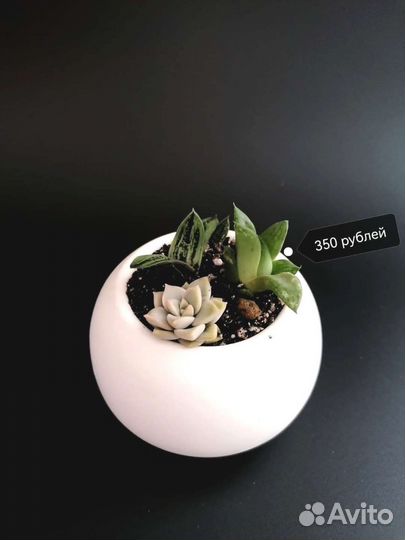 Суккуленты. Кактусы