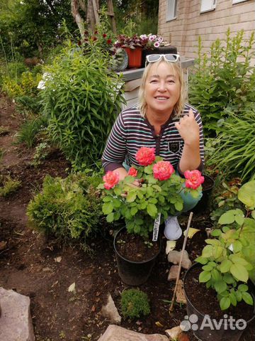 Розы Английские саженцы