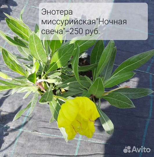 Многолетние цветы для сада