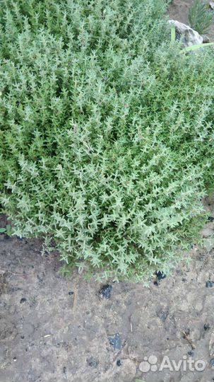 Тимьян лимонный