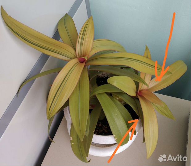 Комнатные растения