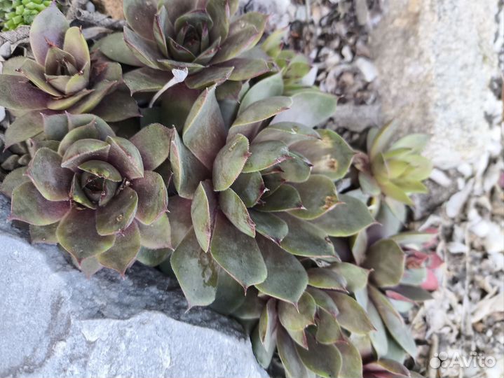 Набор из 10 разных видов Каменных роз или молодило