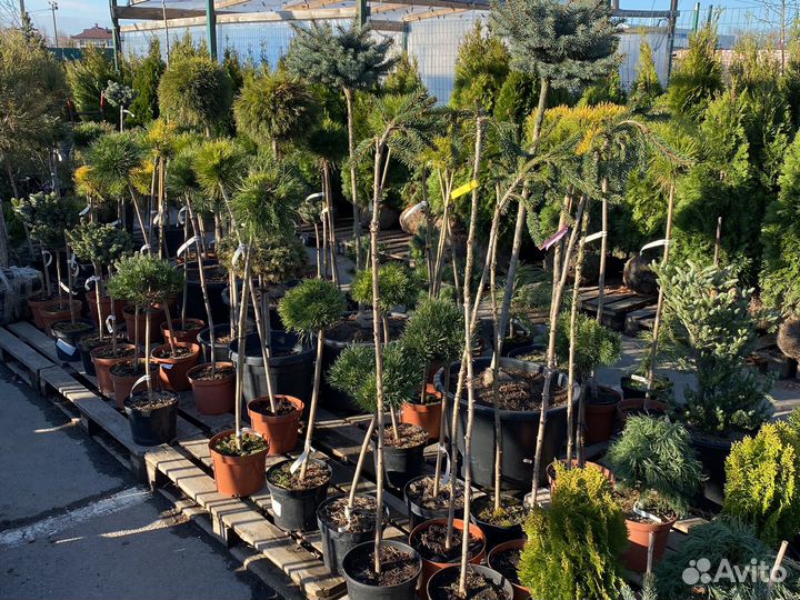 Сосны на штамбе