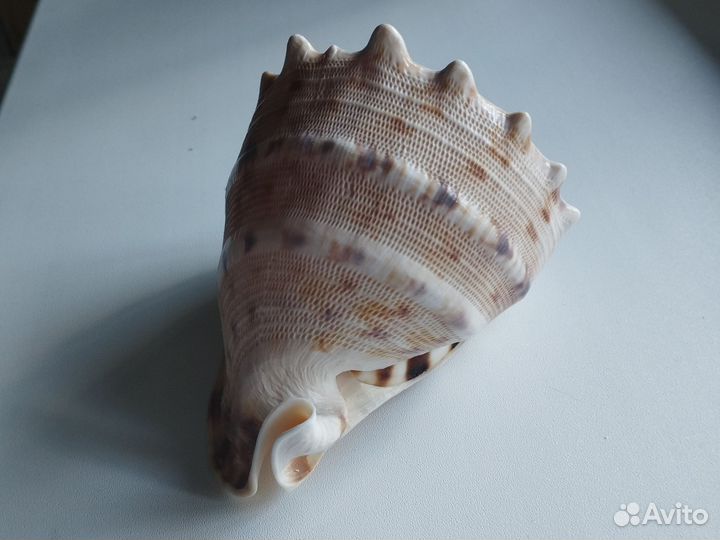 Большая морская ракушка раковины