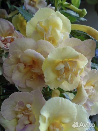 Ахименес Yellow English Rose. каллы Розовые