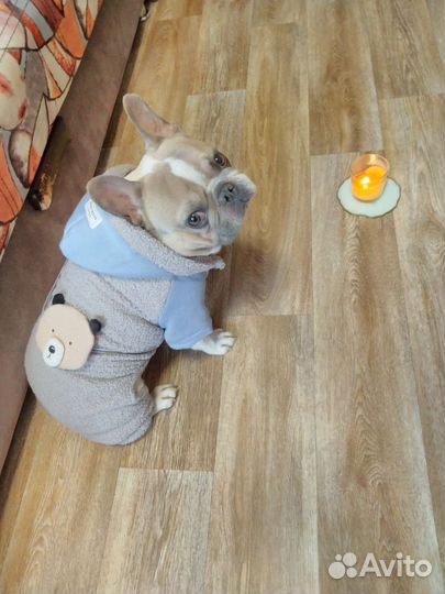 Костюм для французского бульдога хl