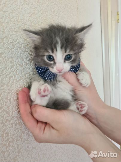 Порода сибирская кошка