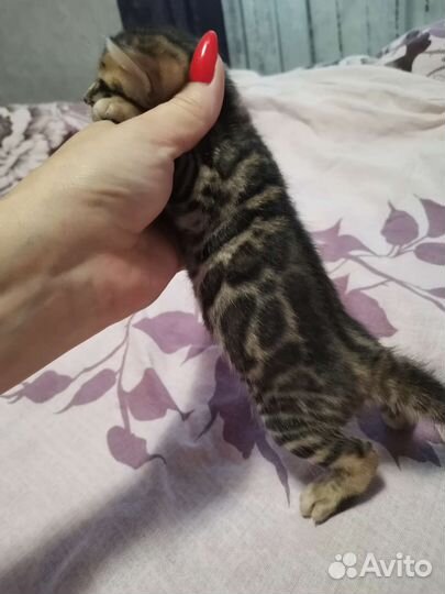 Бенгальские котята
