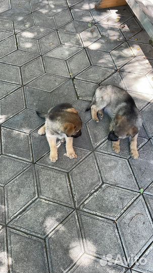 Собака в добрые руки отдам бесплатно