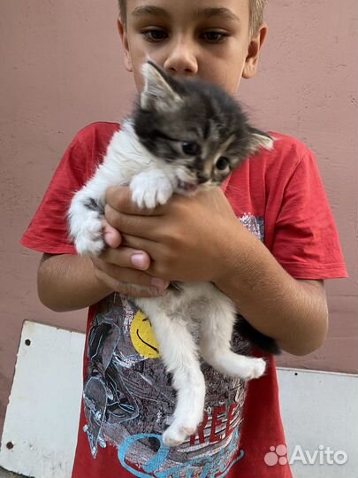 Котята в добрые руки даром