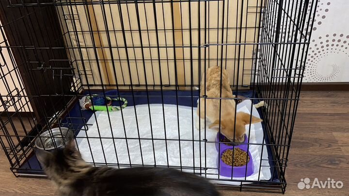 Вольер для собак