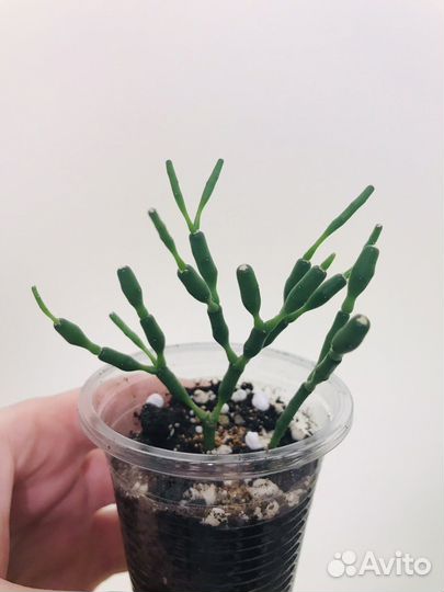 Рипсалис Барчела / Суккулент / Хатиора