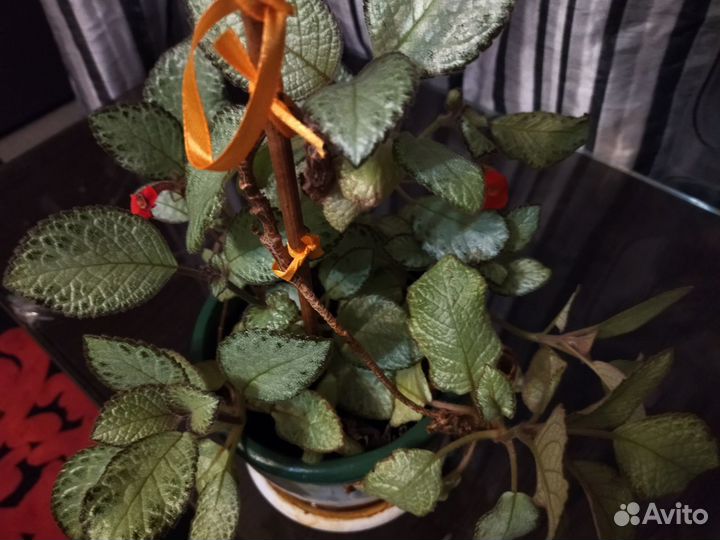 Цветок эписция, декор интерьера, подарок