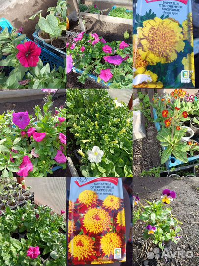 Рассада Петунии, бархатцев, примулы, и многолетних