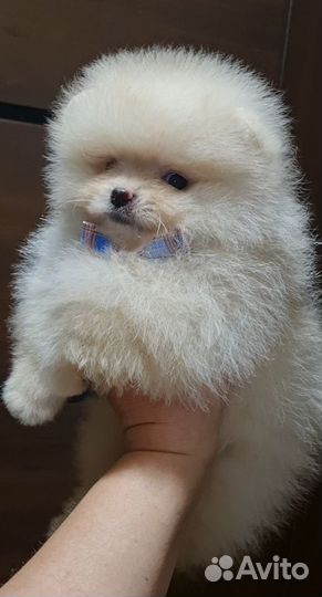 Шпиц РКФ резерв