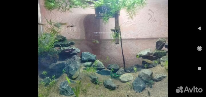 Аквариумные рыбки