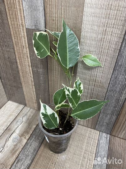 Фикус Денилайт, Твилайт