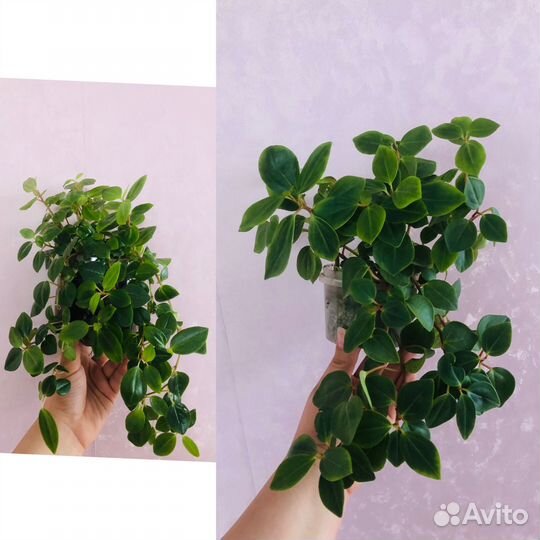 Пахистахис,пеперомия,сциндапсус