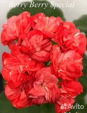 Пеларгонии сортовые