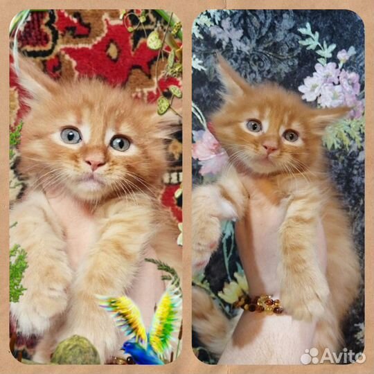 Мейн Кун девочки и мальчики