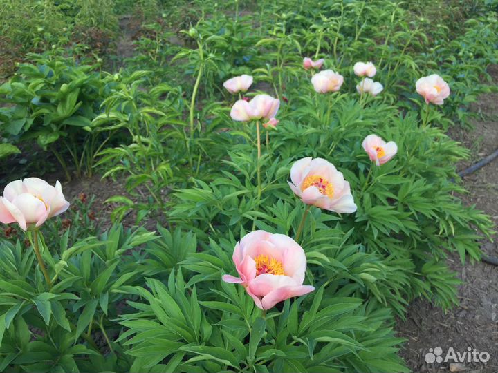 Пионы, ирисы, лилейники в Красноярске