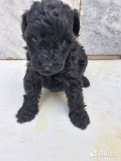 Собаки щенки