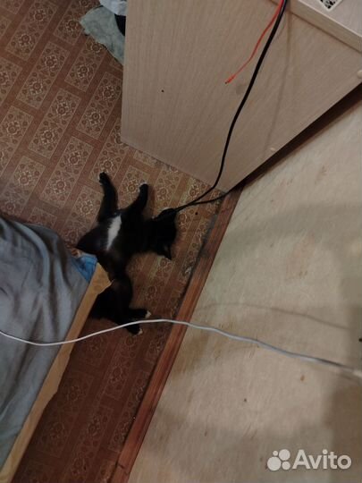 Собака в добрые руки отдам бесплатно