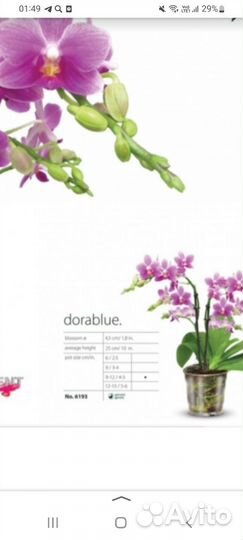 Орхидея фаленопсис