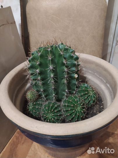 Кактус цветущий