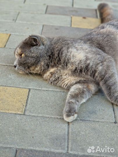 Кошка в дар