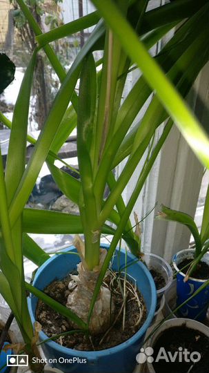 Индийский лук