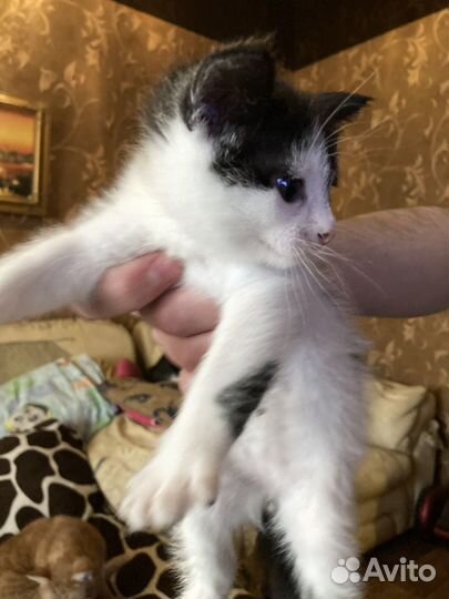 Отдадим в хорошие руки 2 котят