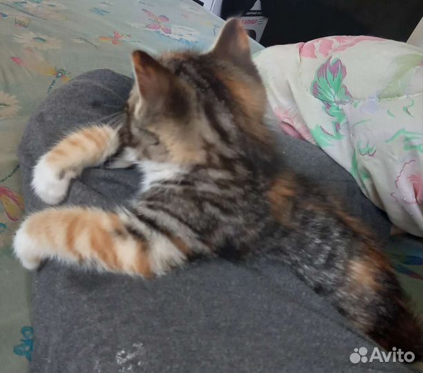 Котята
