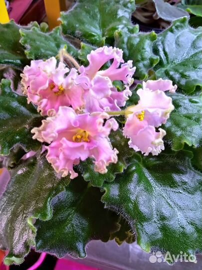 Цветущие фиалки