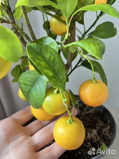 Мандарин из Греции