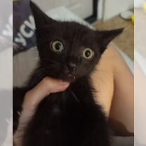 Канадский сфинкс котёнок, Ош