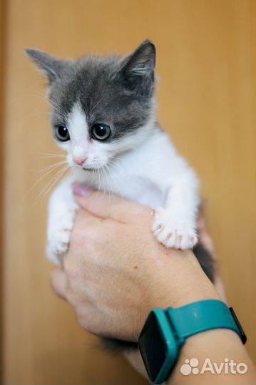 Кошка в дар бесплатно